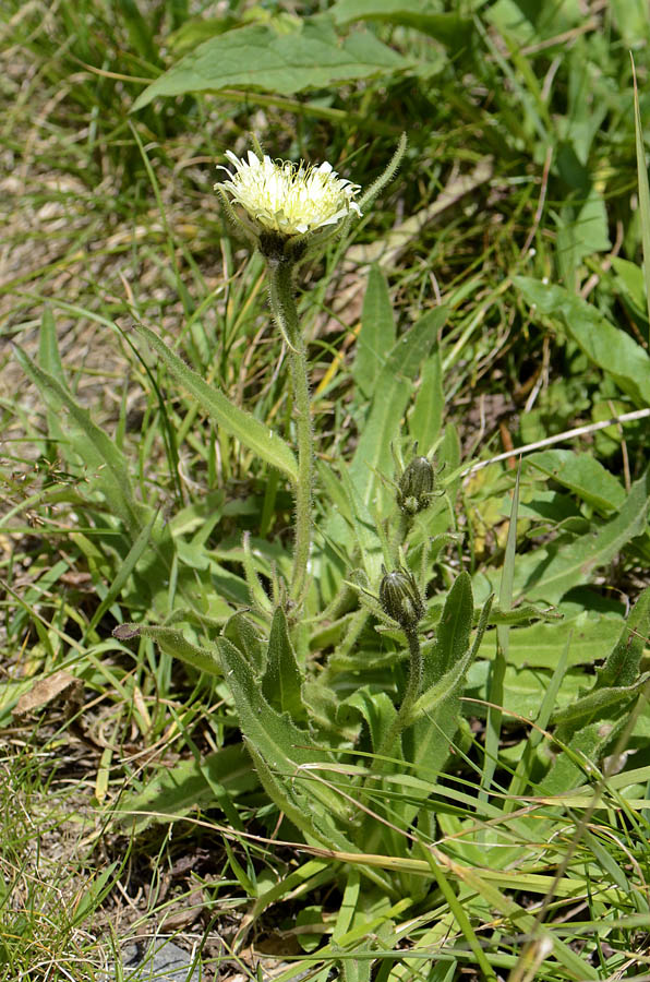 Schlagintweitia intybacea (=Hieracium intybaceum) / Sparviere vischioso